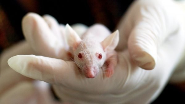 HIV DNA erased in mouse
