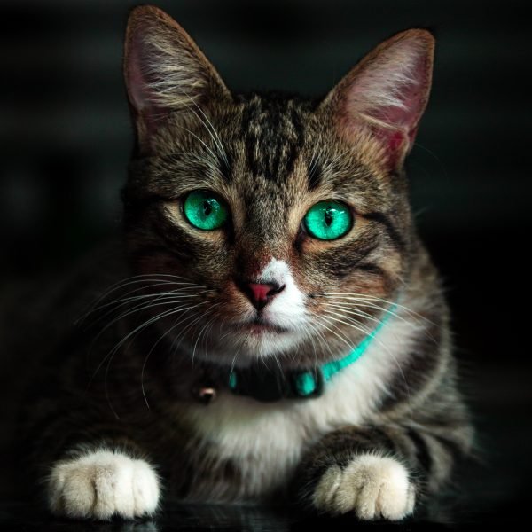 The Polish Academy of Sciences has categorized domestic cats as an "invasive alien species."
