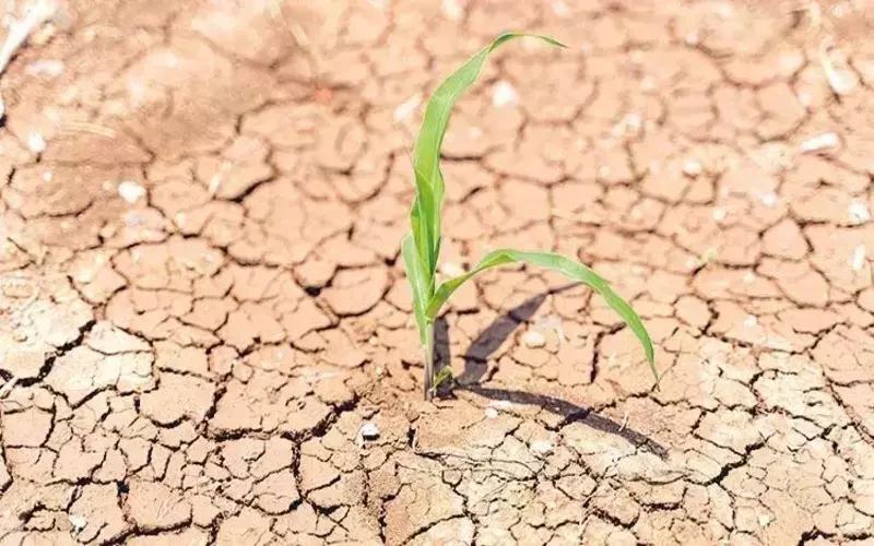 Scarcity: What It Means in Economics and What Causes It File Photo: Scarcity: What It Means in Economics and What Causes It