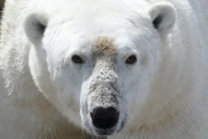 Polar Bears in Peril: Starvation Threat, Climate-Driven Ice Melting