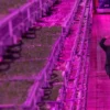 Gloucestershire Vertical Farm Showcases as UK's Most Advanced