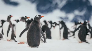 Bird Flu Infects Penguins in South Georgia's Famous Haven