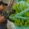 Banana Prices Likely to Increase with Temperature Surge