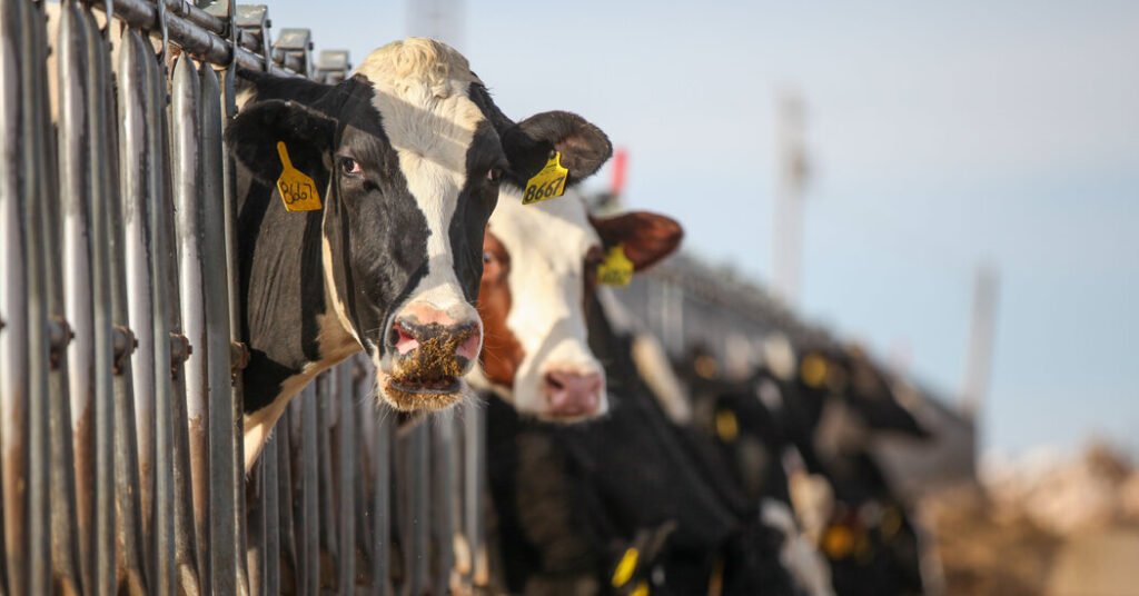 Bird Flu Threatens Cow Cuddling: The Joyful Therapy Under Siege Bird Flu Threatens Cow Cuddling: The Joyful Therapy Under Siege