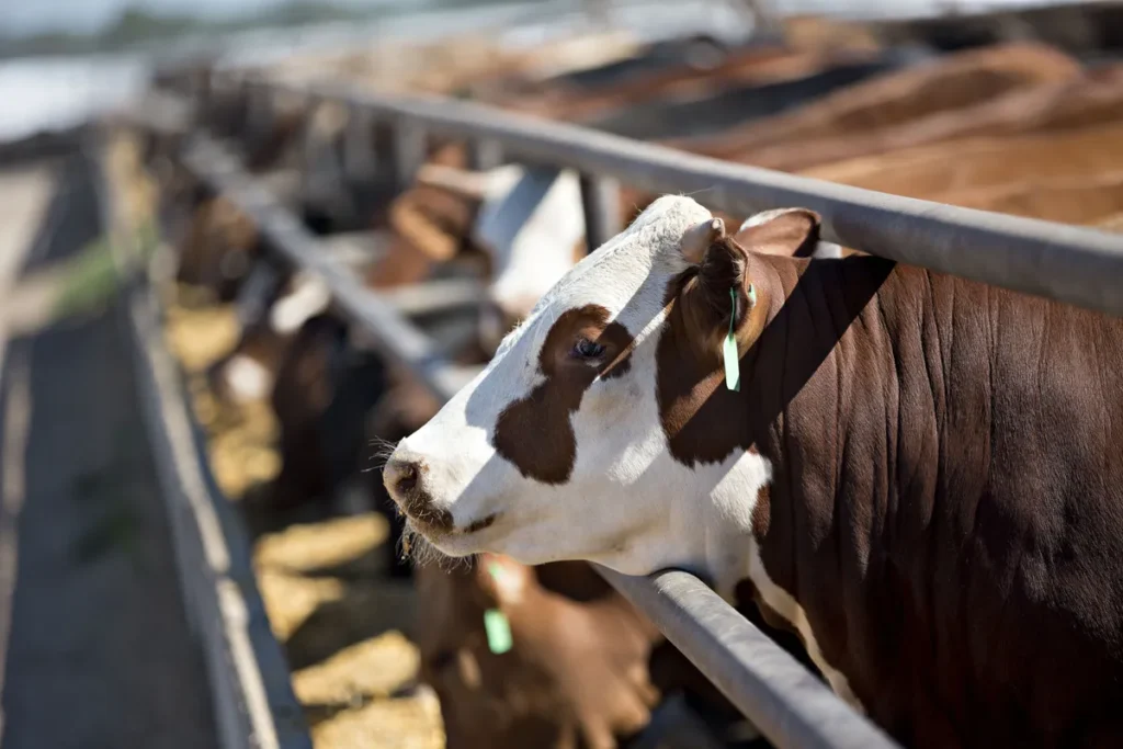 Beef Set to Stay Pricey as US Cattle Herd Falls to 74-Year Low