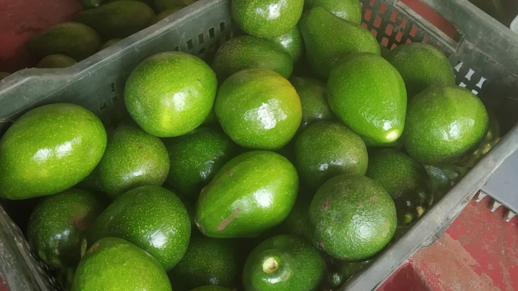 From ‘dog fruit’ to darling: India’s avocado boom