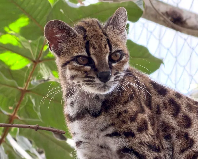 New wild cat species discovered – with only one known living member